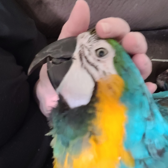 MEET THE POSHER - Picture 1 of 8